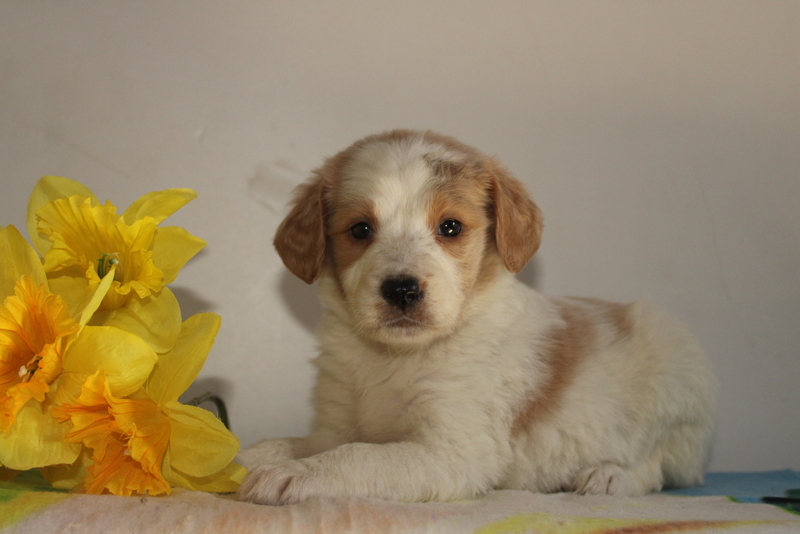 puppy, for, sale, Bernadoodle, Matthew B. Stoltzfus, dog, breeder, Gap, PA, dog-breeder, puppy-for-sale, forsale, nearby, find, puppyfind, locator, puppylocator, aca